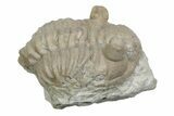 Bargain, Fossil Chasmops Trilobite - Russia #363121-3